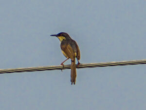 Ashy Prinia