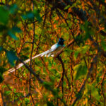 Indian Paradise Flycatcher