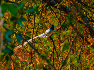 Indian Paradise Flycatcher