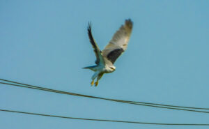 Black Shouldered Kite