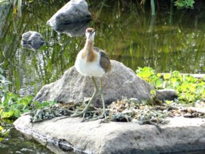 Bronze-Winged Jacana