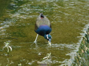 Bronze-winged Jacana