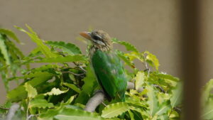 White-cheeked Barbet