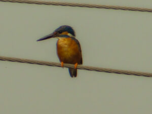 White-Throated Kingfisher