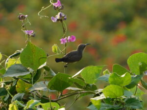 Sunbirds