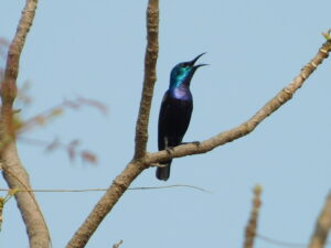 Sunbirds