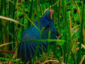 Grey-headed Swamphen