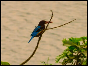 White-Throated Kingfisher