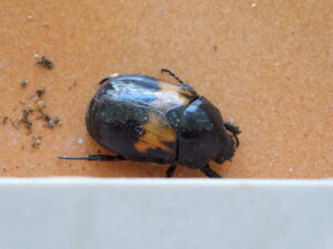 Larder Beetle