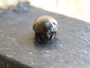 Larder Beetle