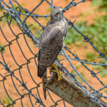 Sparrow Hawk